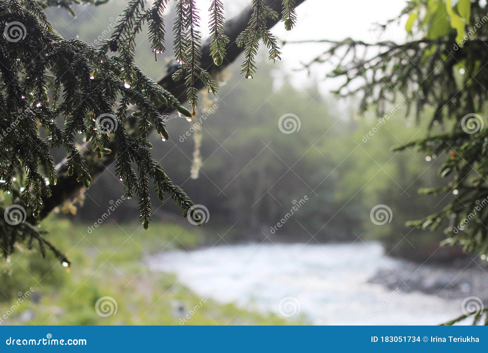 Pine Branches with Water Drops on a Rainy Day Stock Photo - Image of