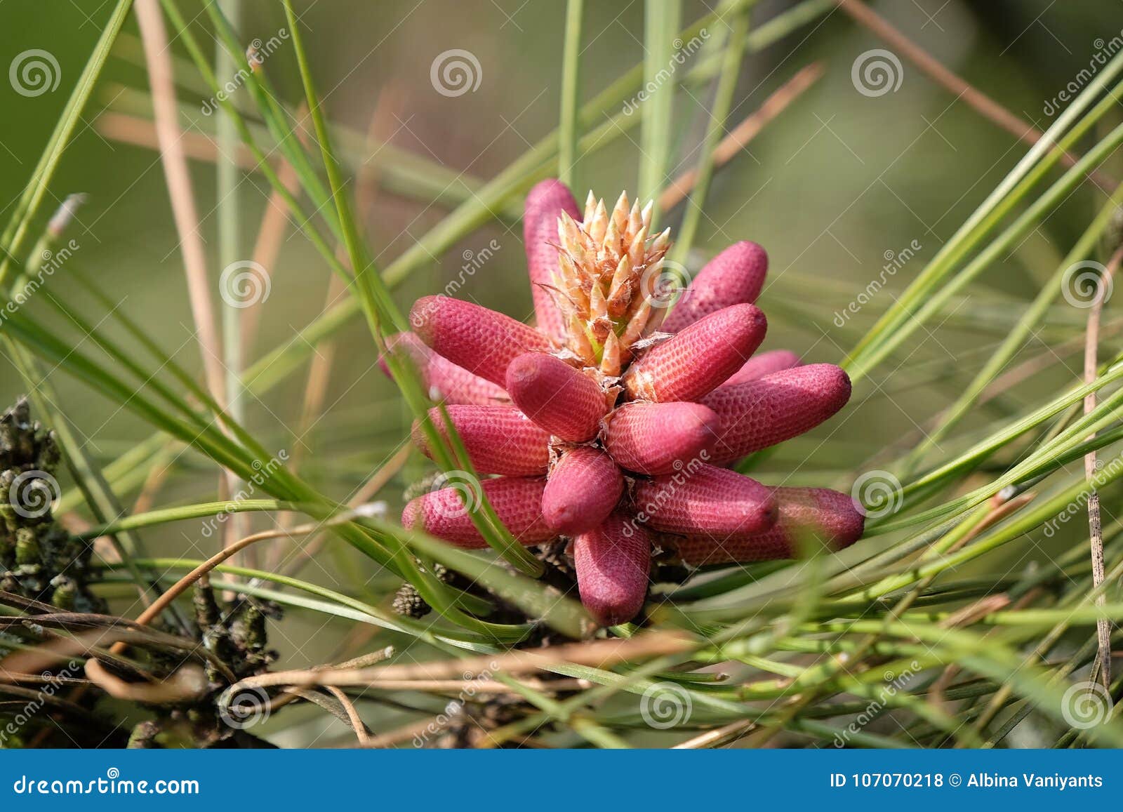 Pine buds stock photo. Image of pine, nature, sping 107070218