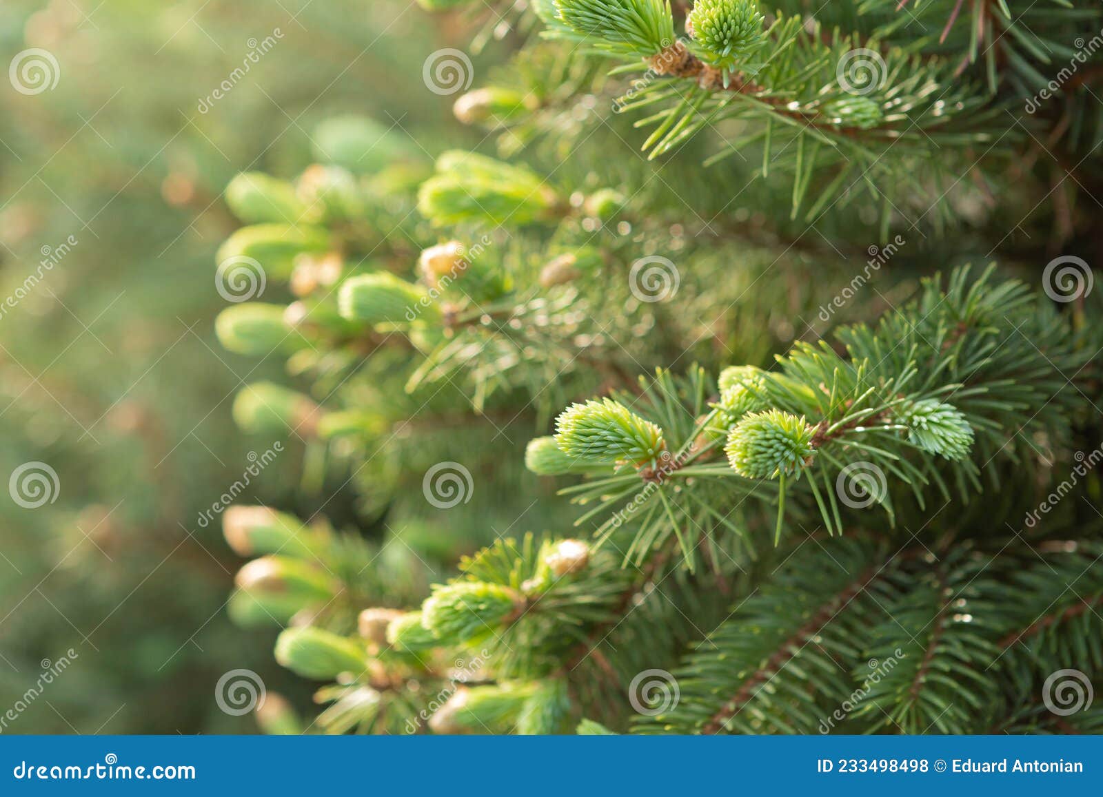 Pine or Cedar Branches Close Up, Young Green Needles, Solar Lighting