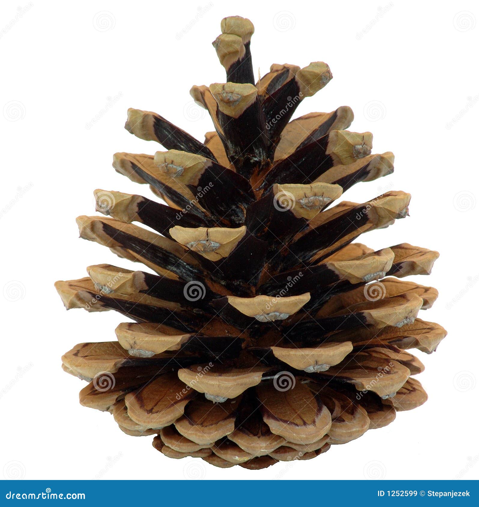 Pine cone stock image. Image of isolated, detail, seed 1252599