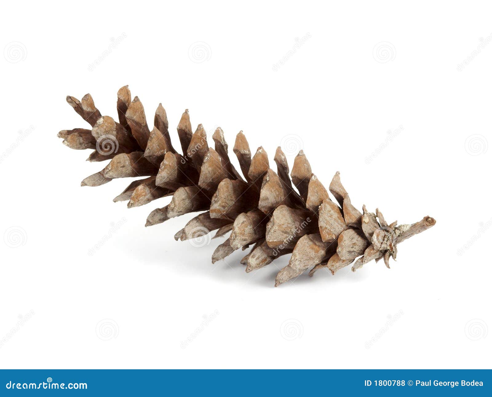 Pine cone stock photo. Image of seasonal, nature, cone 1800788