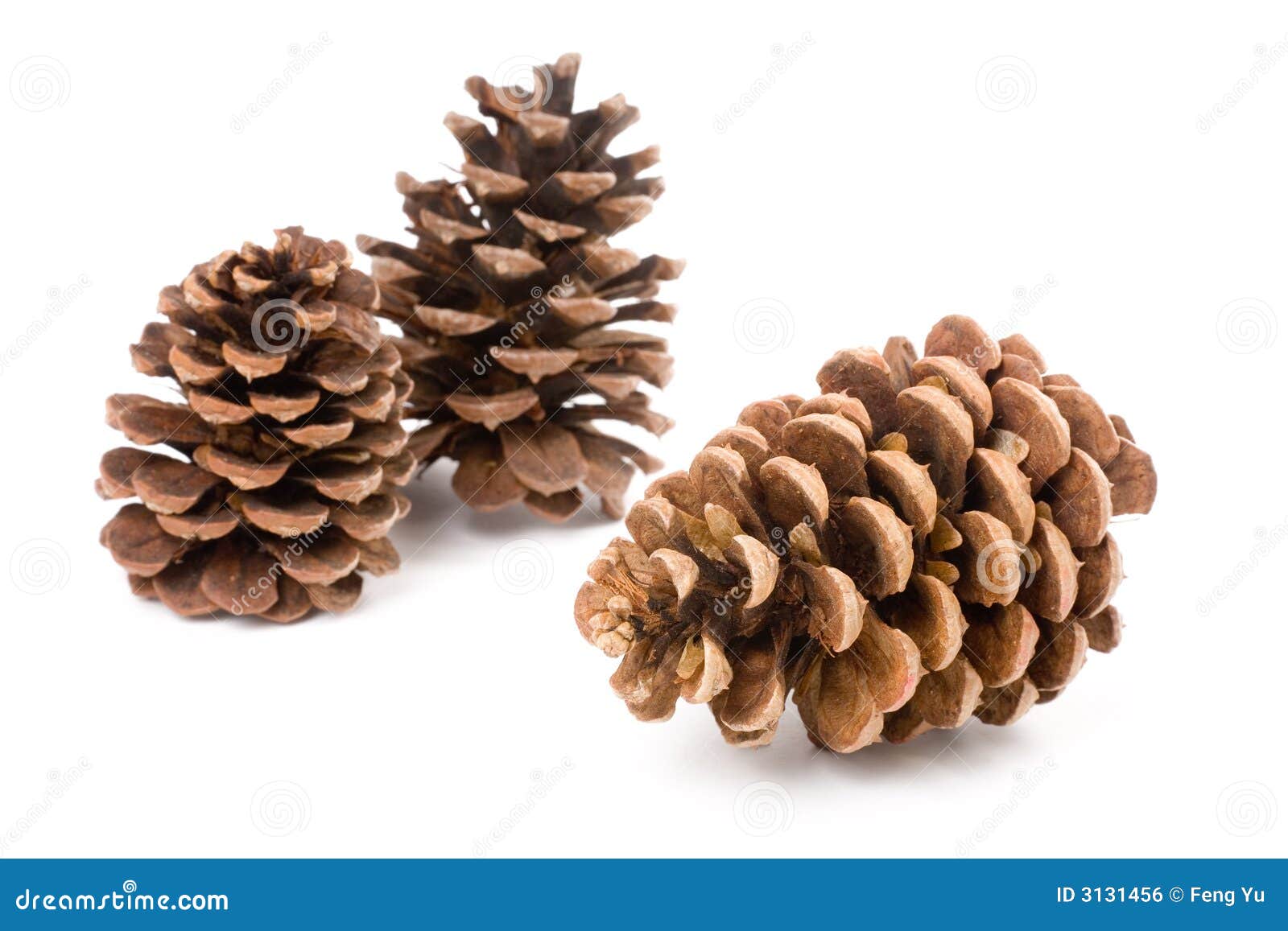 Pine Cone stock photo. Image of pine, white, close, christmas 3131456