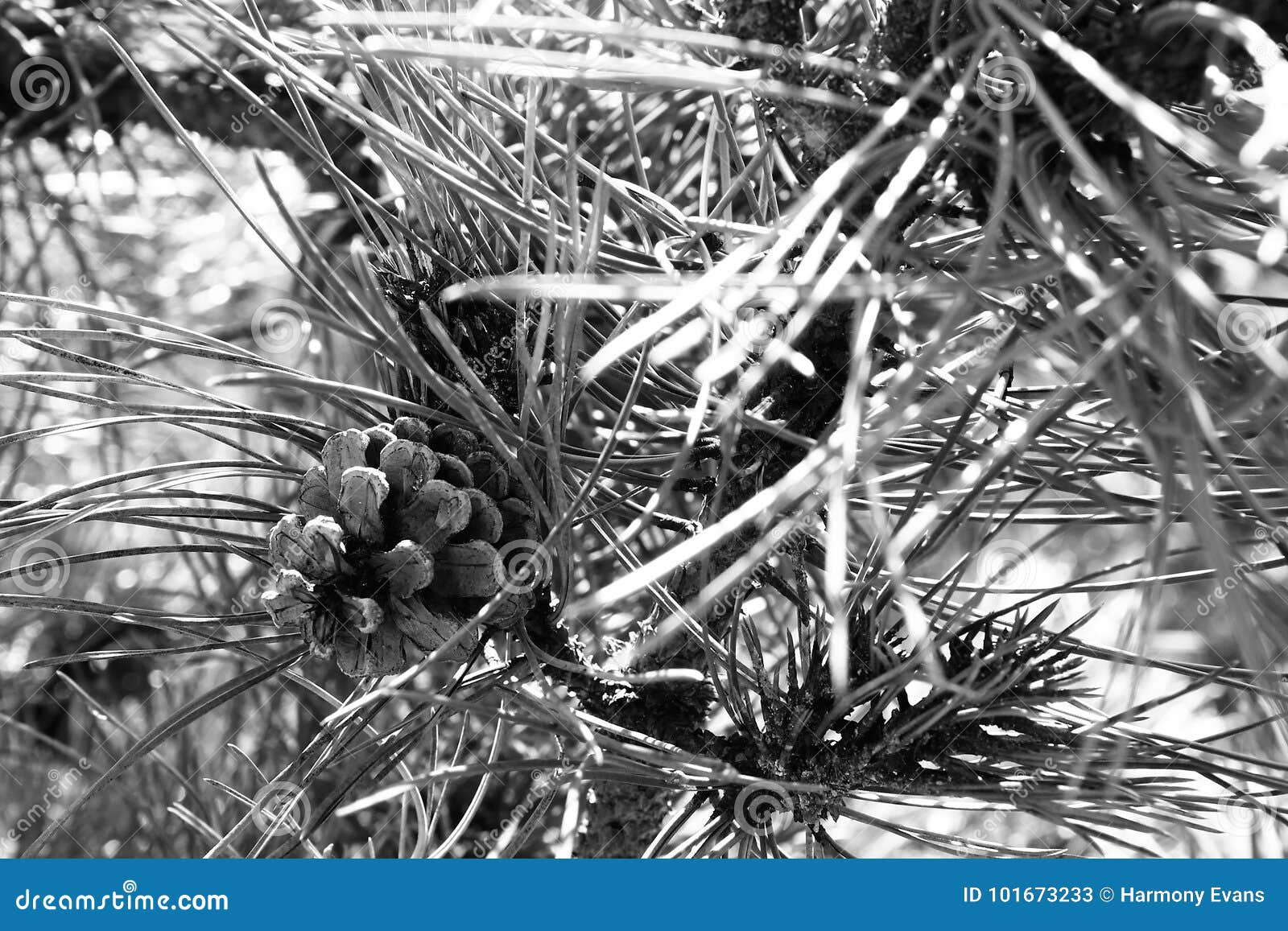 Pine Cone Black and White stock image. Image of environment 101673233