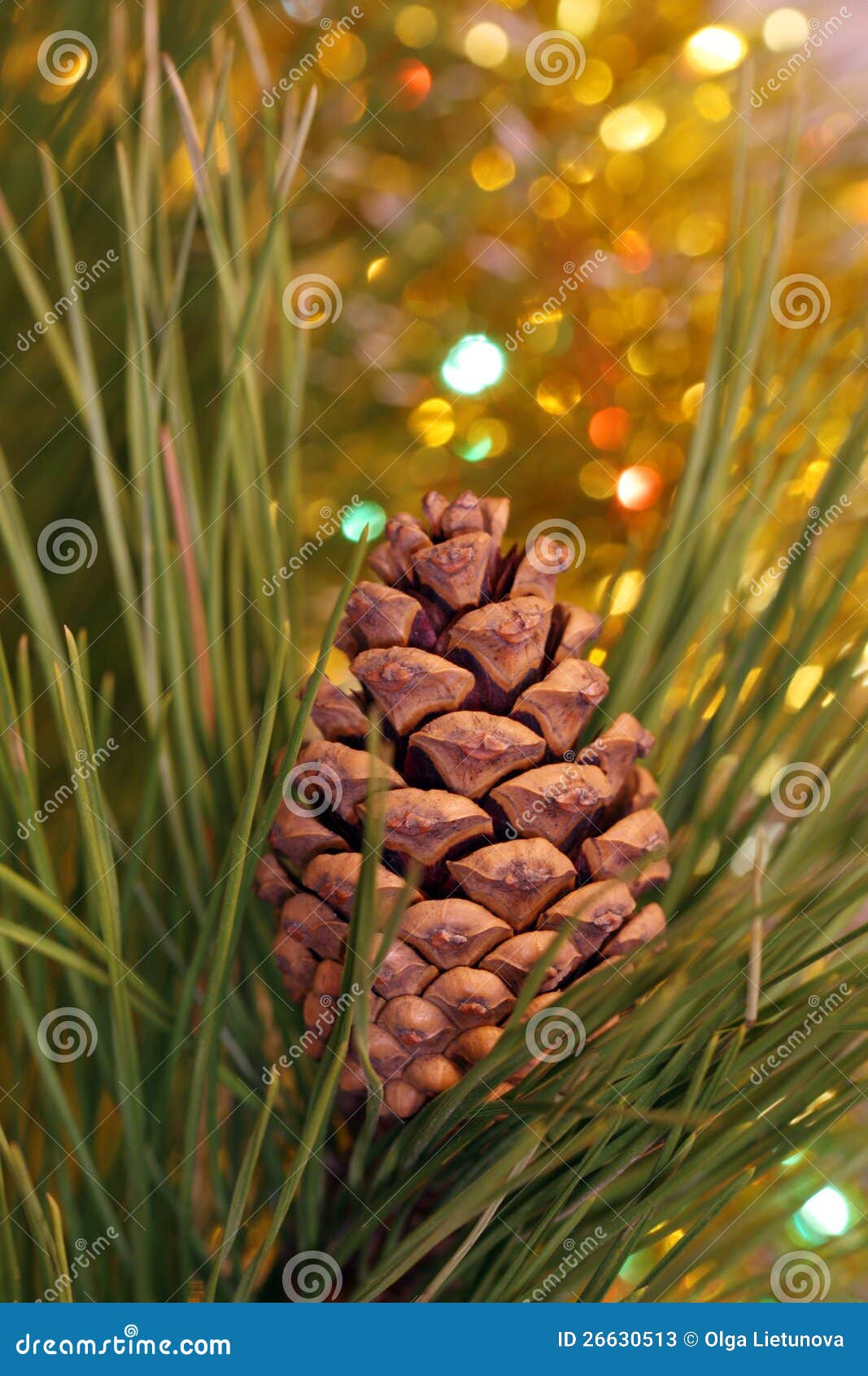 Pine cone on branch stock image. Image of celebration - 26630513