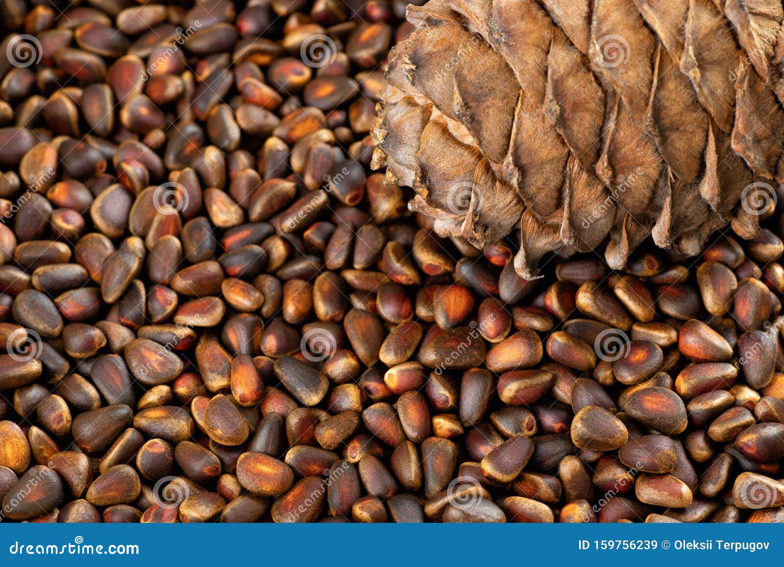 Unpeeled cedar nuts stock image. Image of heap, cedar 159756239
