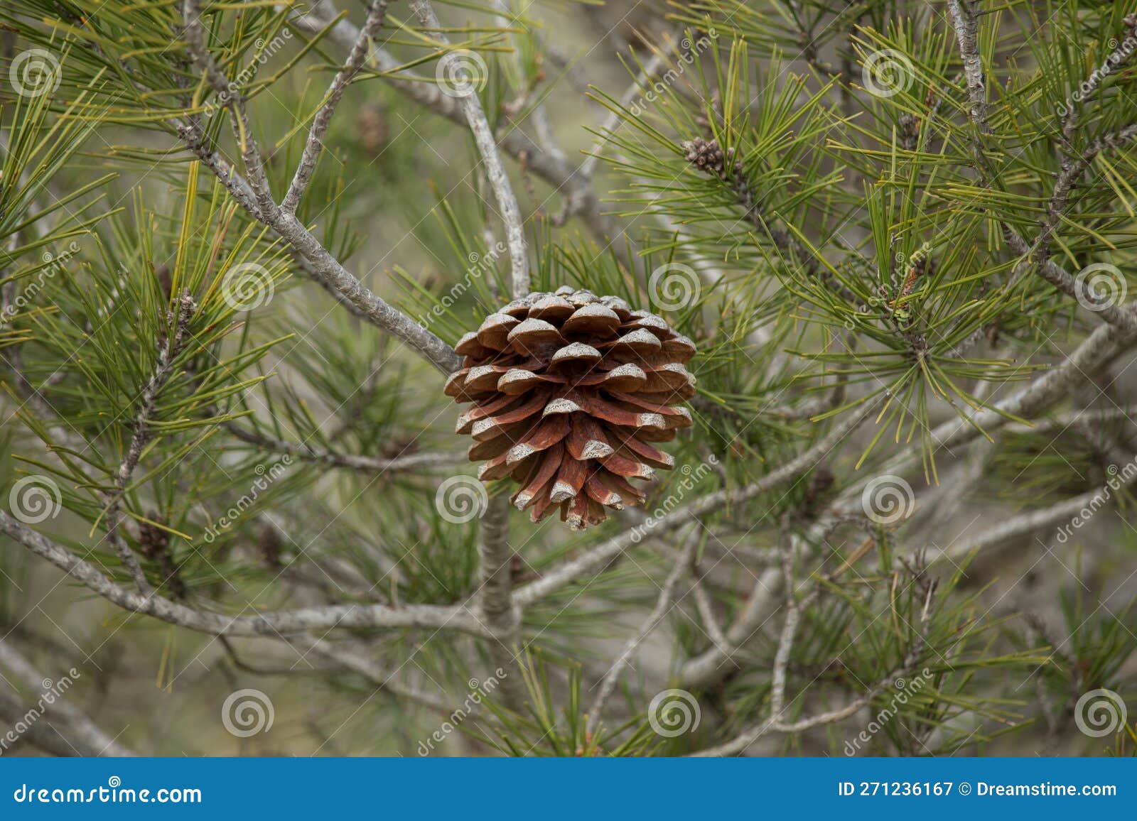 pine cone in the center