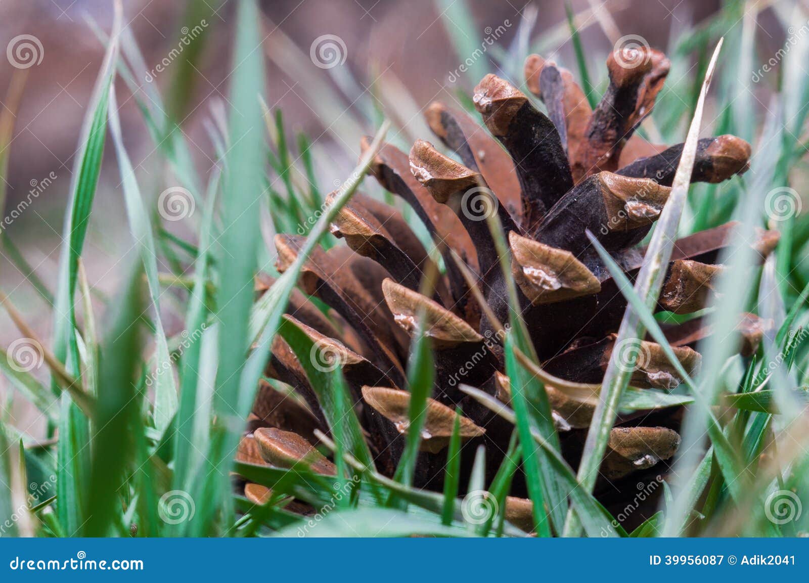 Pine cone stock image. Image of nature, color, cone, objects 39956087