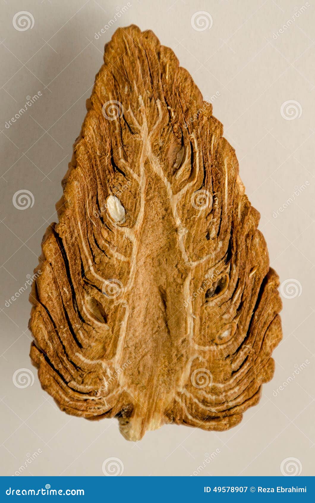 Pine cone stock image. Image of cone, pine, pinoideae 49578907