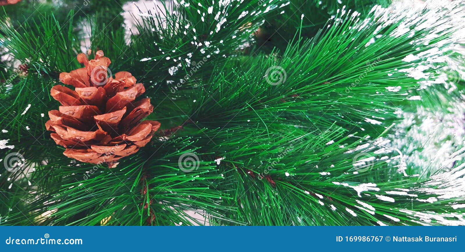 Pine Cone Decorated on Tree with Snow in Winter Season and Copy Space ...