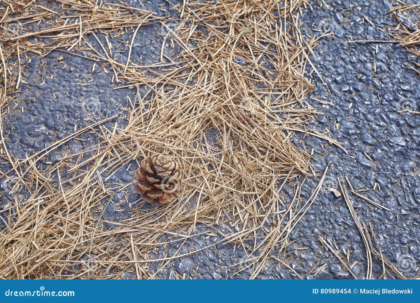 Pine Cone and Dried Grass Blades and Needles. Stock Photo - Image of ...