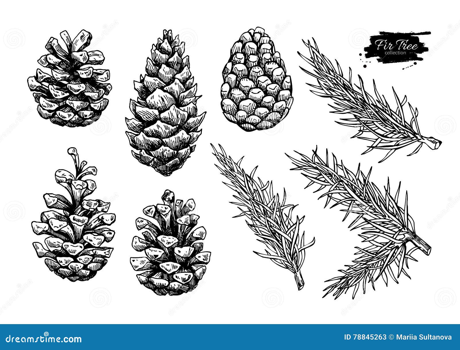 pine cone and fir tree set. botanical hand drawn 