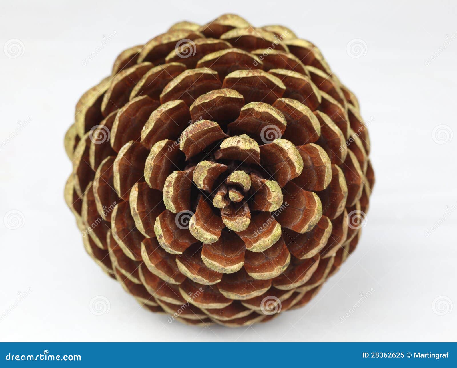 pine cone tip
