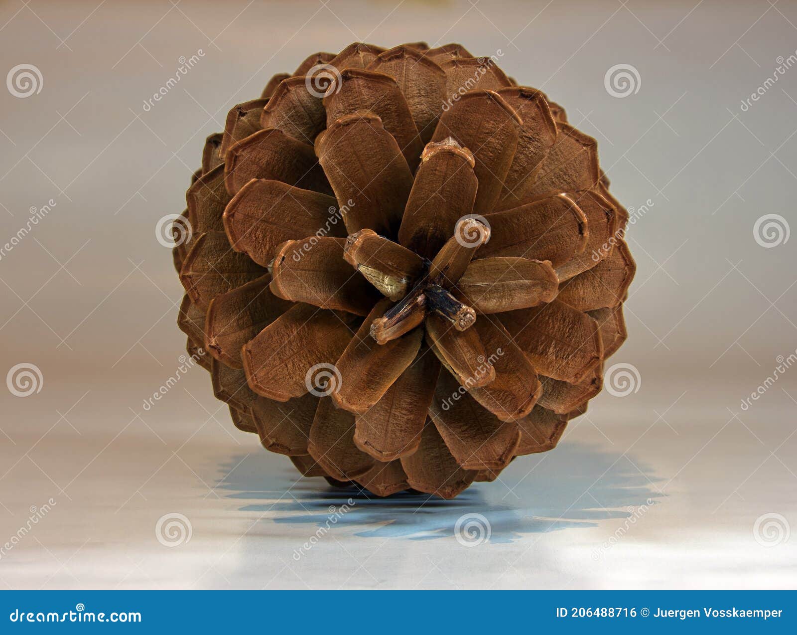 Pine cone in front view stock photo. Image of decor 206488716