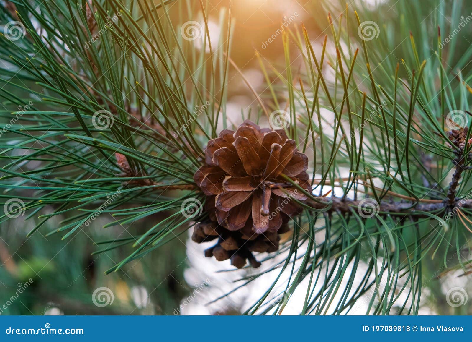 Pine Cone on a Pine Green Branch Stock Photo - Image of evergreen ...