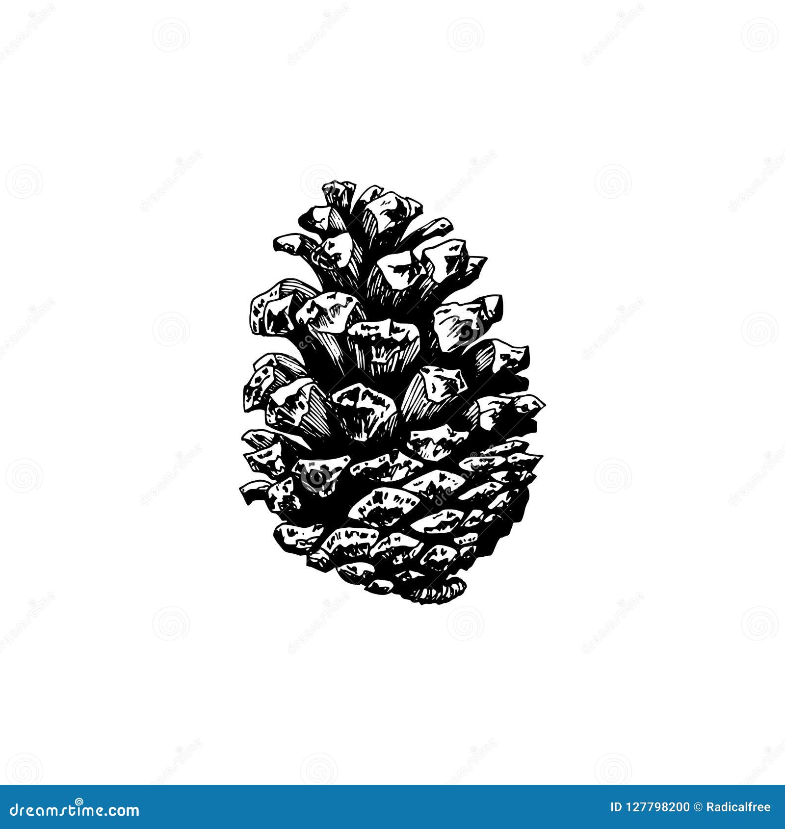 pine cone, hand drawn .   for christmas, officinal logotype, organic products .