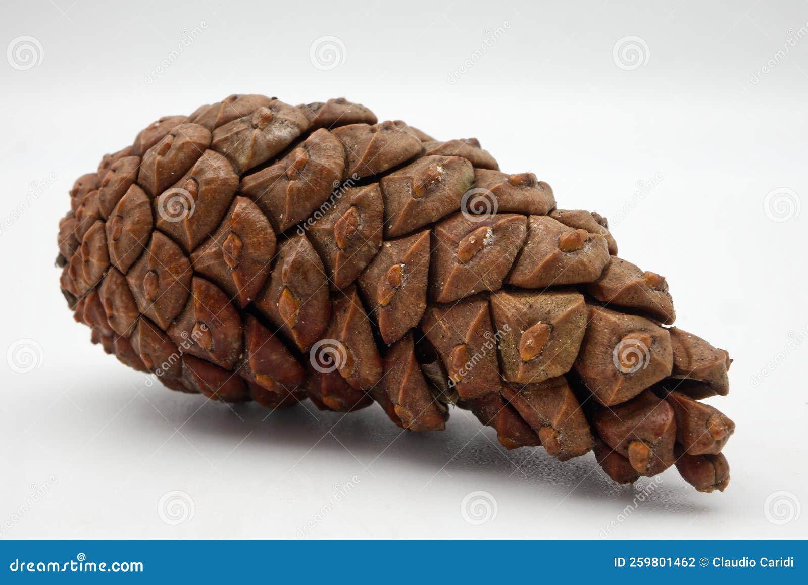 Pine Cone Isolated on White Background. Macro Photography Stock Photo