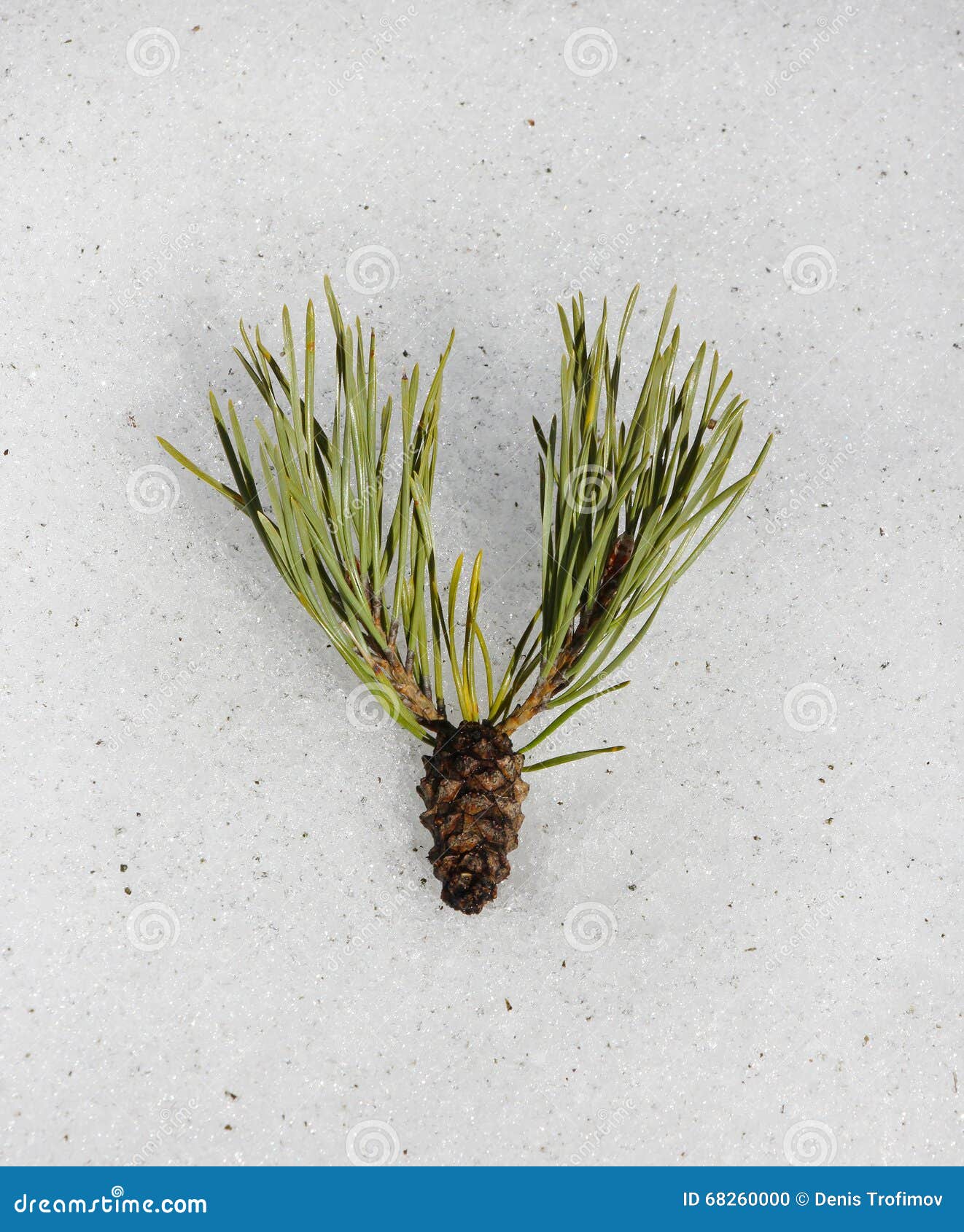 Pine Cone with Needles Looks Like a Moose Head Stock Photo Image of