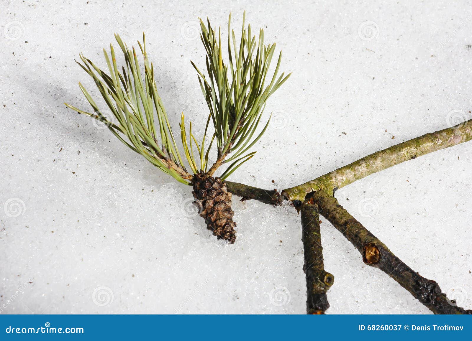 Pine Cone Needles Sticks Looks Like Moose Head Stock Photos Free