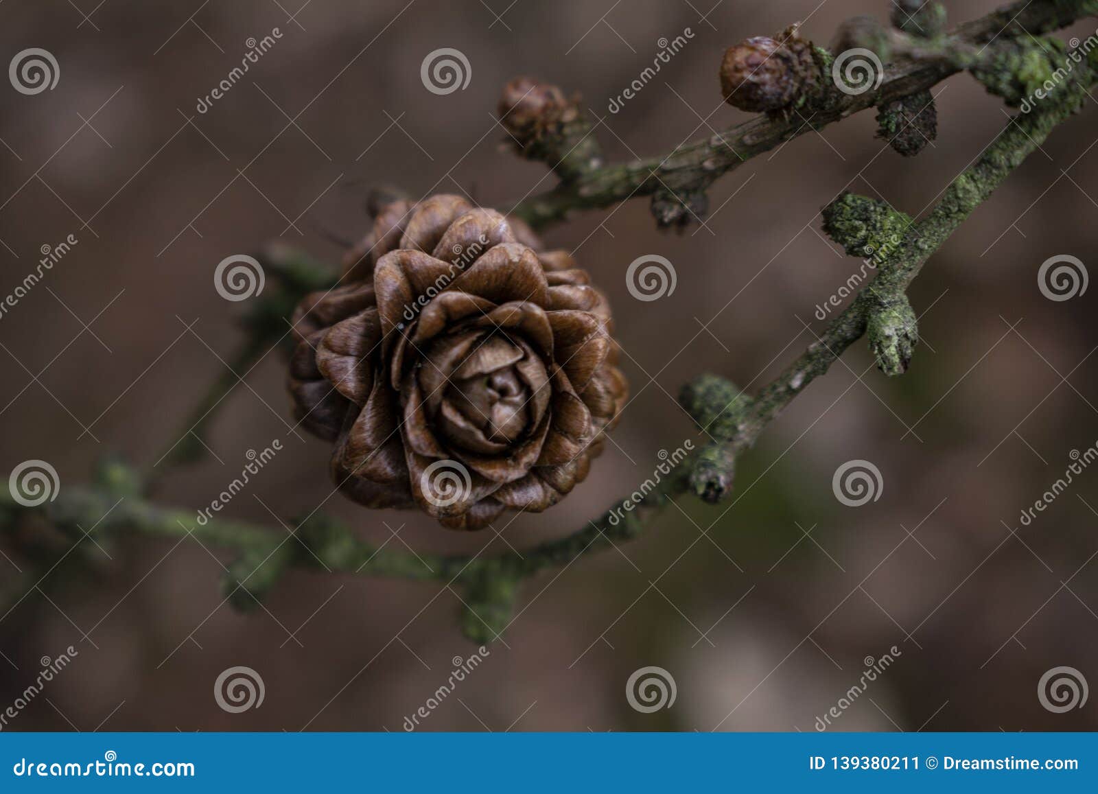 Pine cone Rose bud stock image. Image of brown, tree 139380211