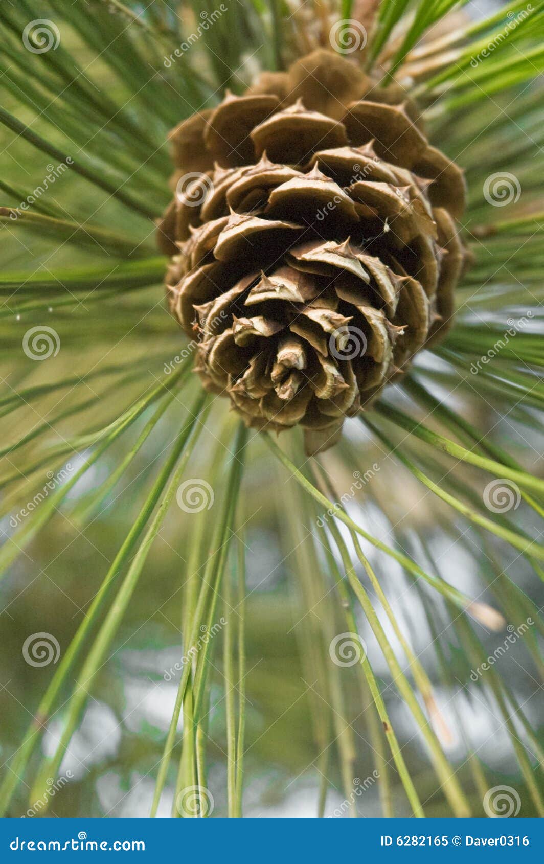 pine cone selective focus