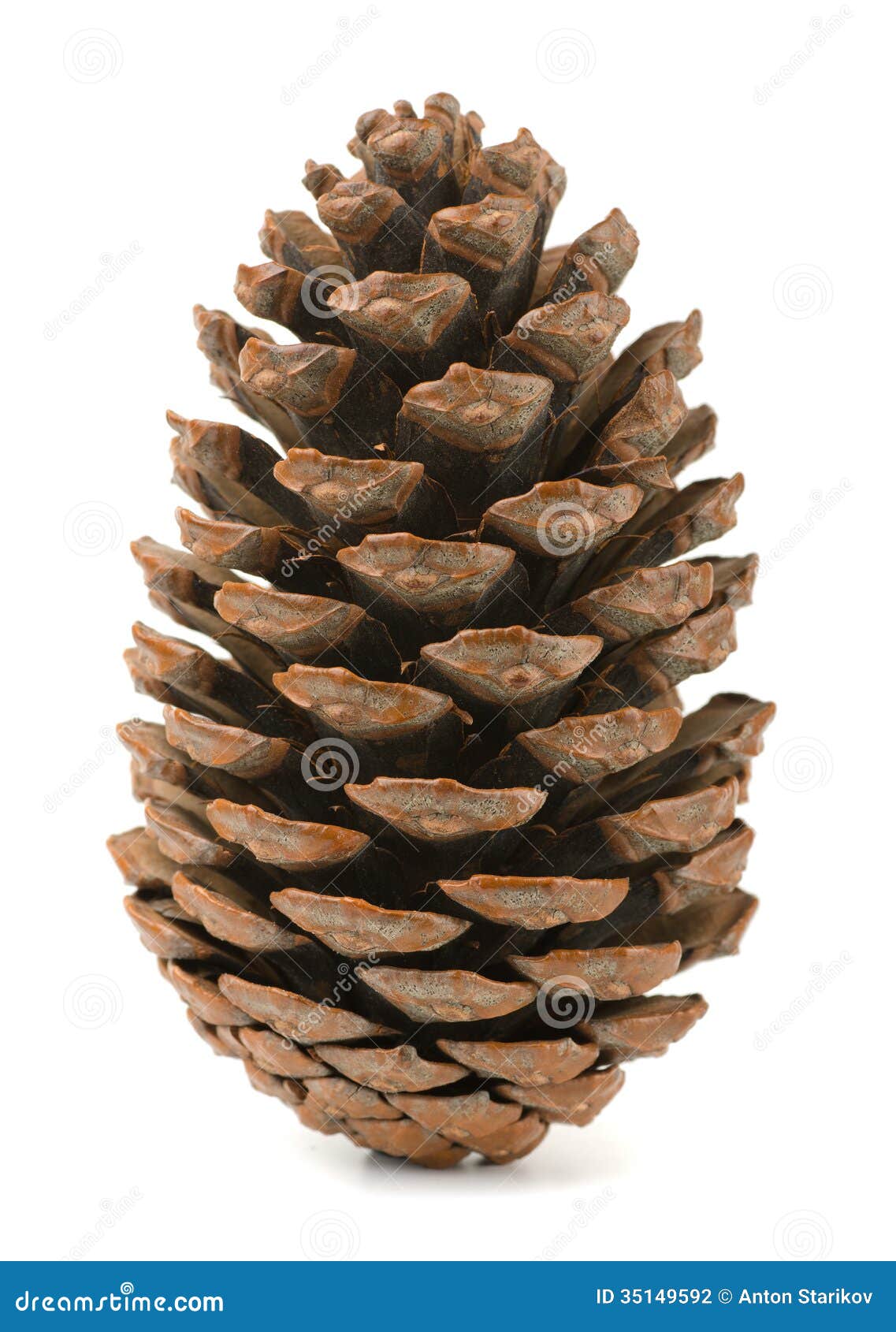 Pine Cone Stock Photography - Image: 35149592