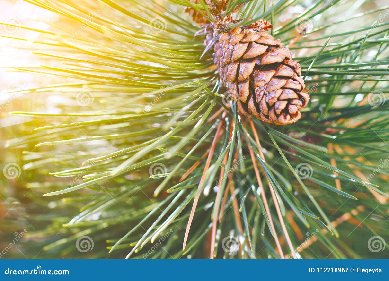 Pine Cone on the Tree Branch Stock Image - Image of pattern, nature ...