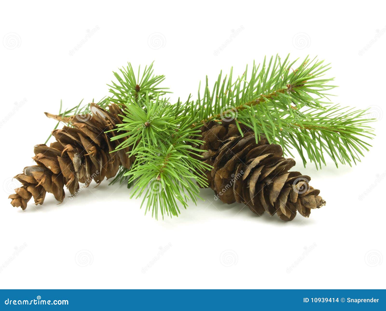 Pine Cones stock photo. Image of green, nature, needles 10939414