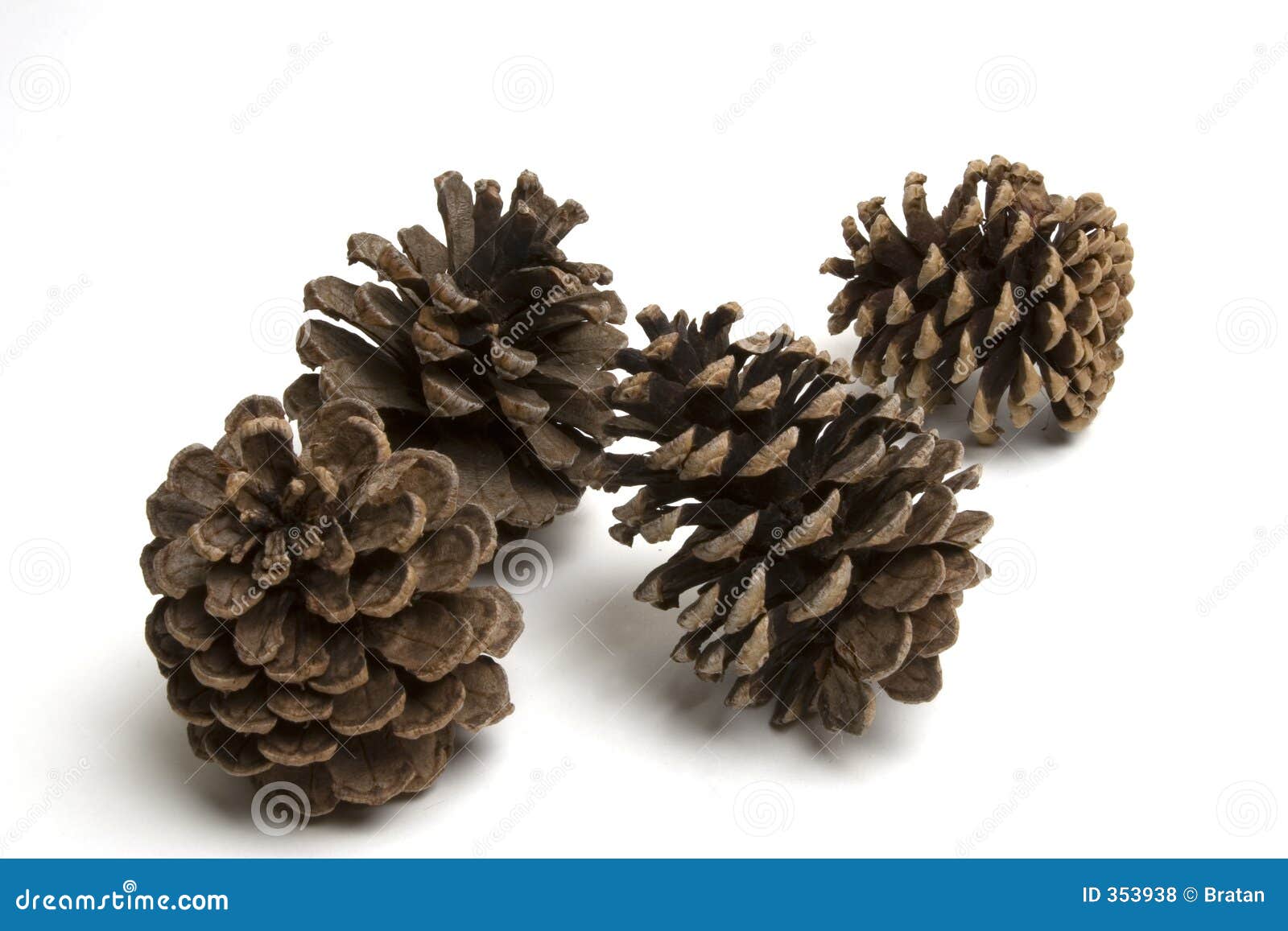 Pine cones stock photo. Image of western, seed, needles 353938