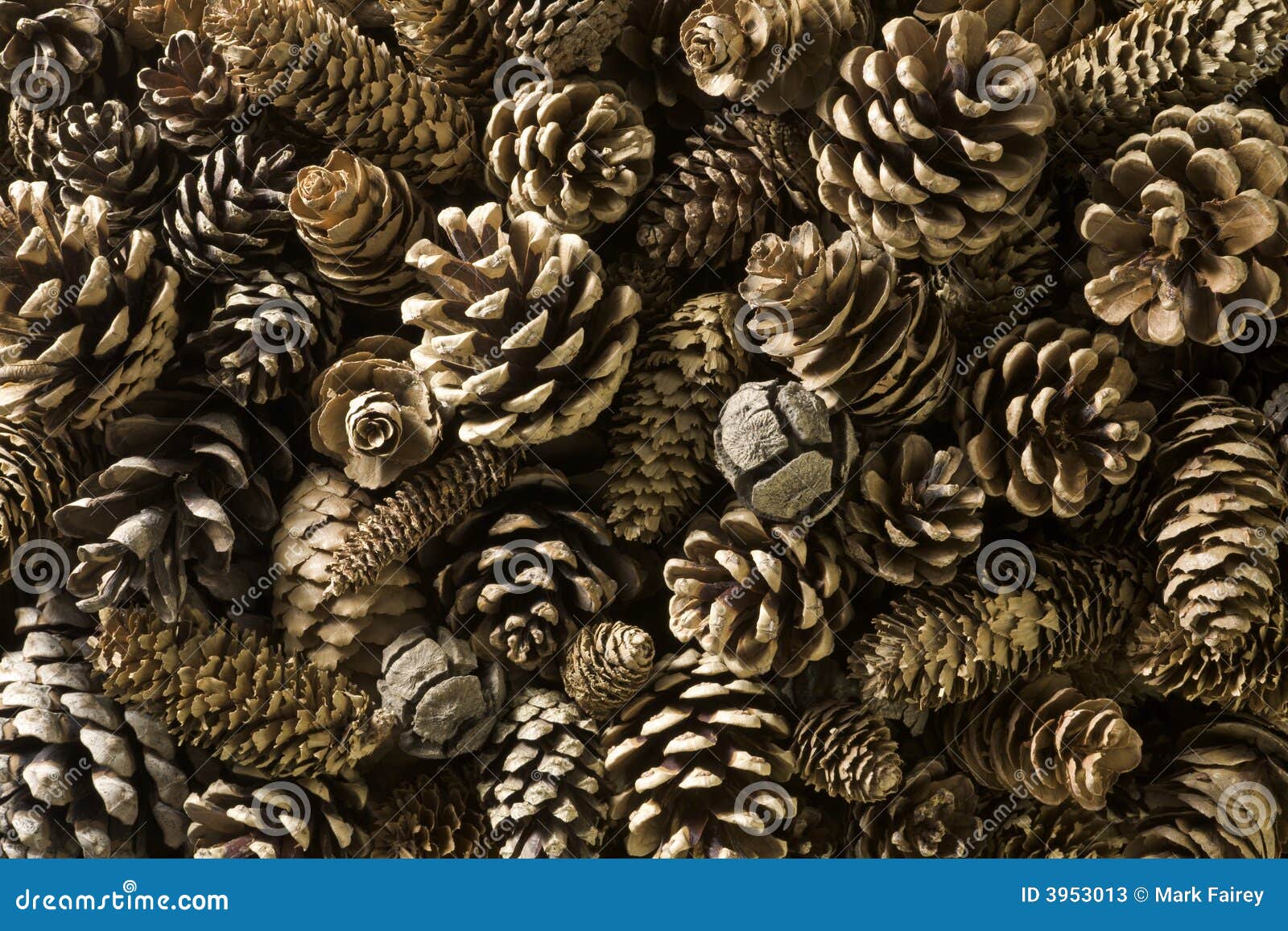 Pine cones stock image. Image of winter, decorative, pine 3953013