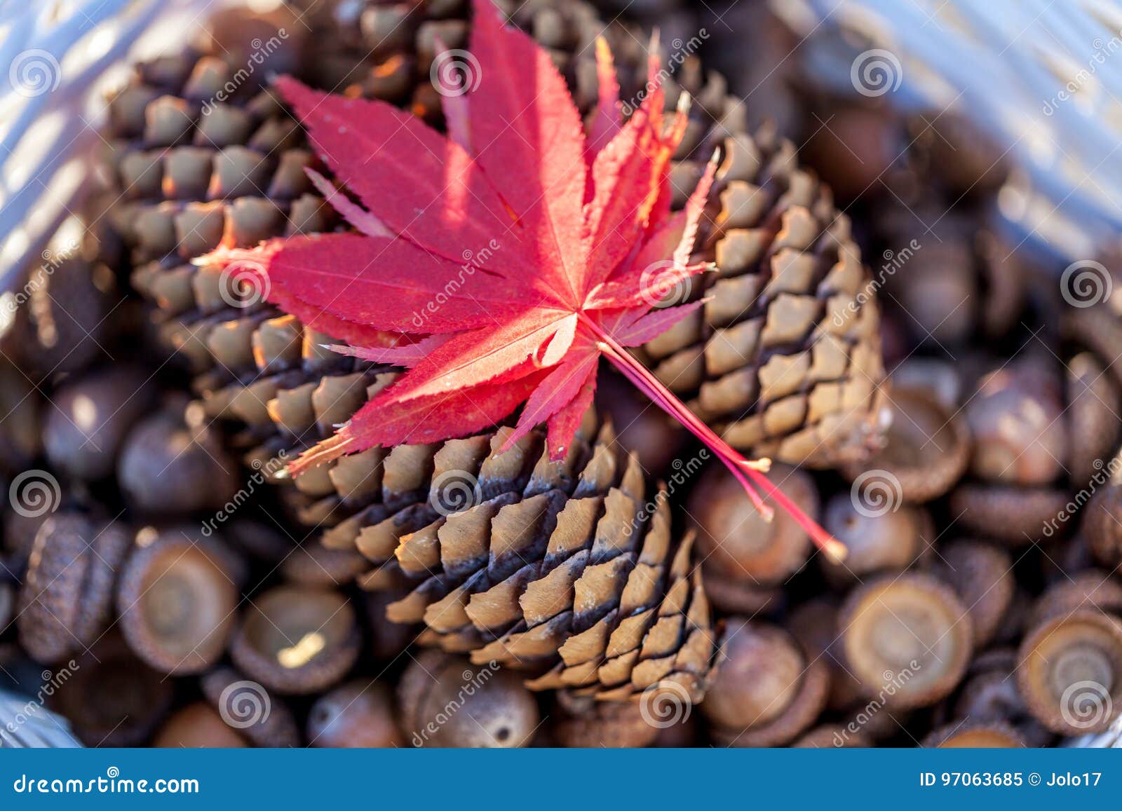 Pine Cones, Acorns and Leaves Stock Image Image of cones, forest