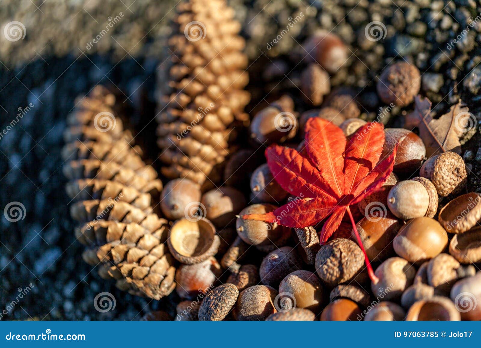 Pine Cones, Acorns and Maple Leaf Stock Image Image of december