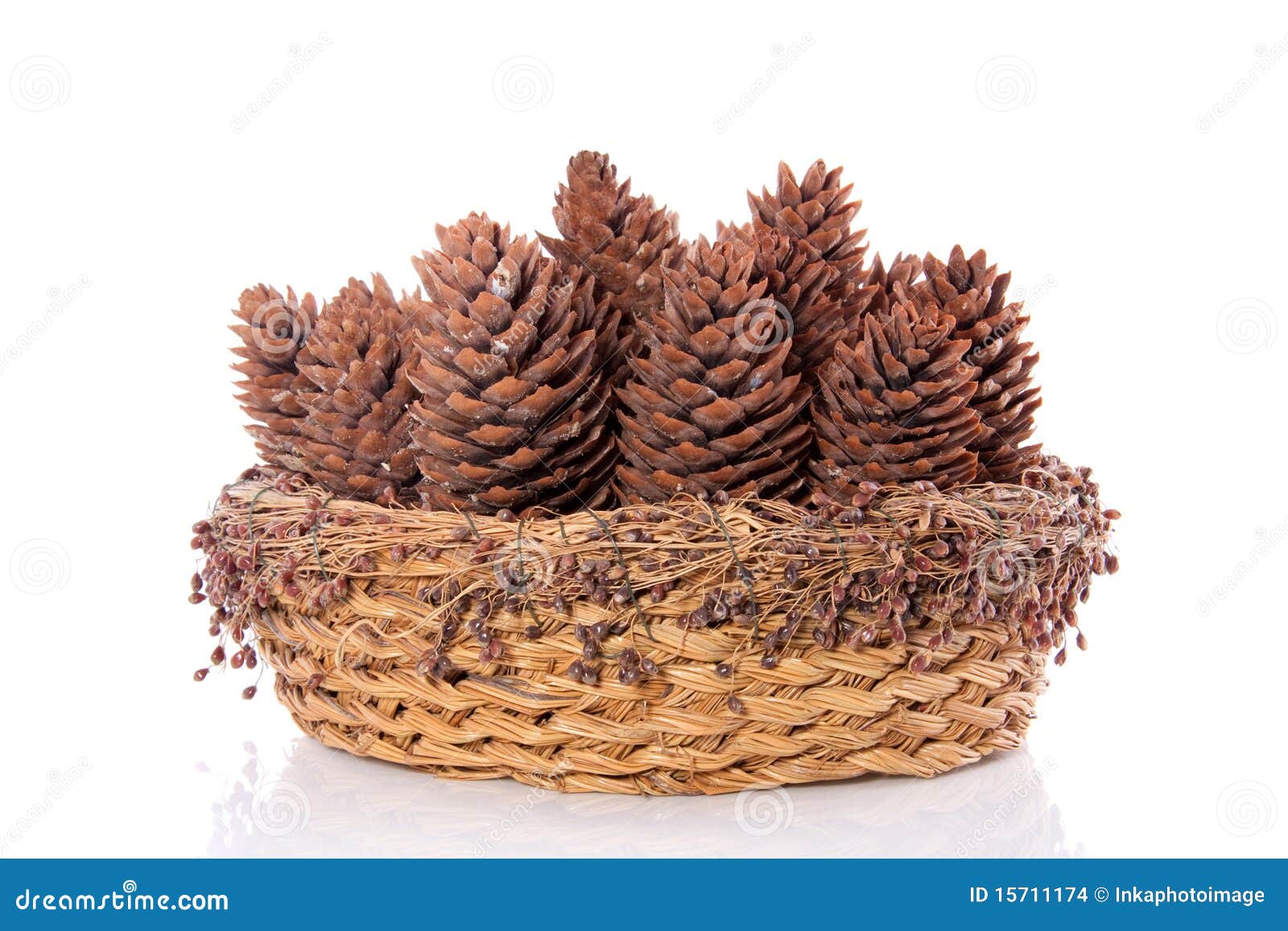 Pine cones in a basket stock photo. Image of tree, coniferous 15711174