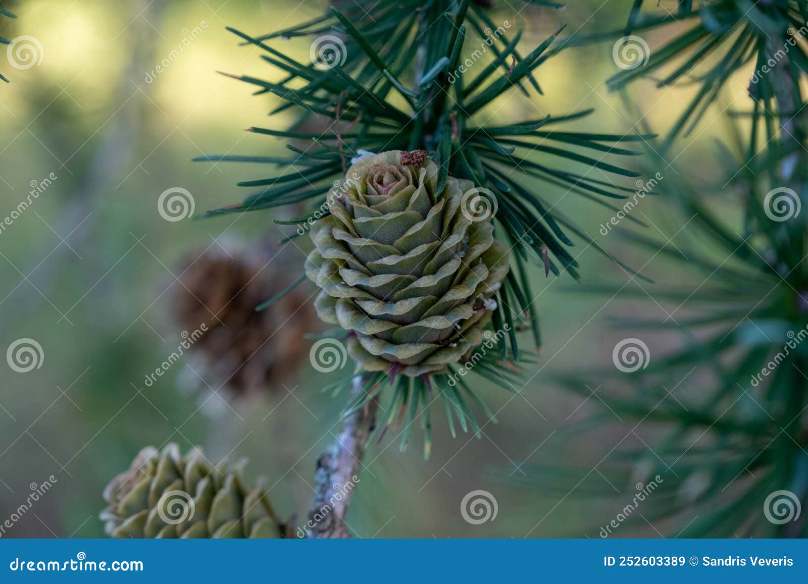 Pine Cones on Branches. Brown Pine Cone of Pine Tree. Growing Cones ...