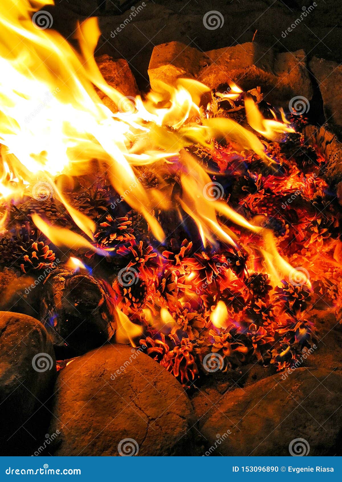 Do Pine Cones Explode In Fire Pine Cones Burning in the Fire. Firewood and Pine Cones Burn in the