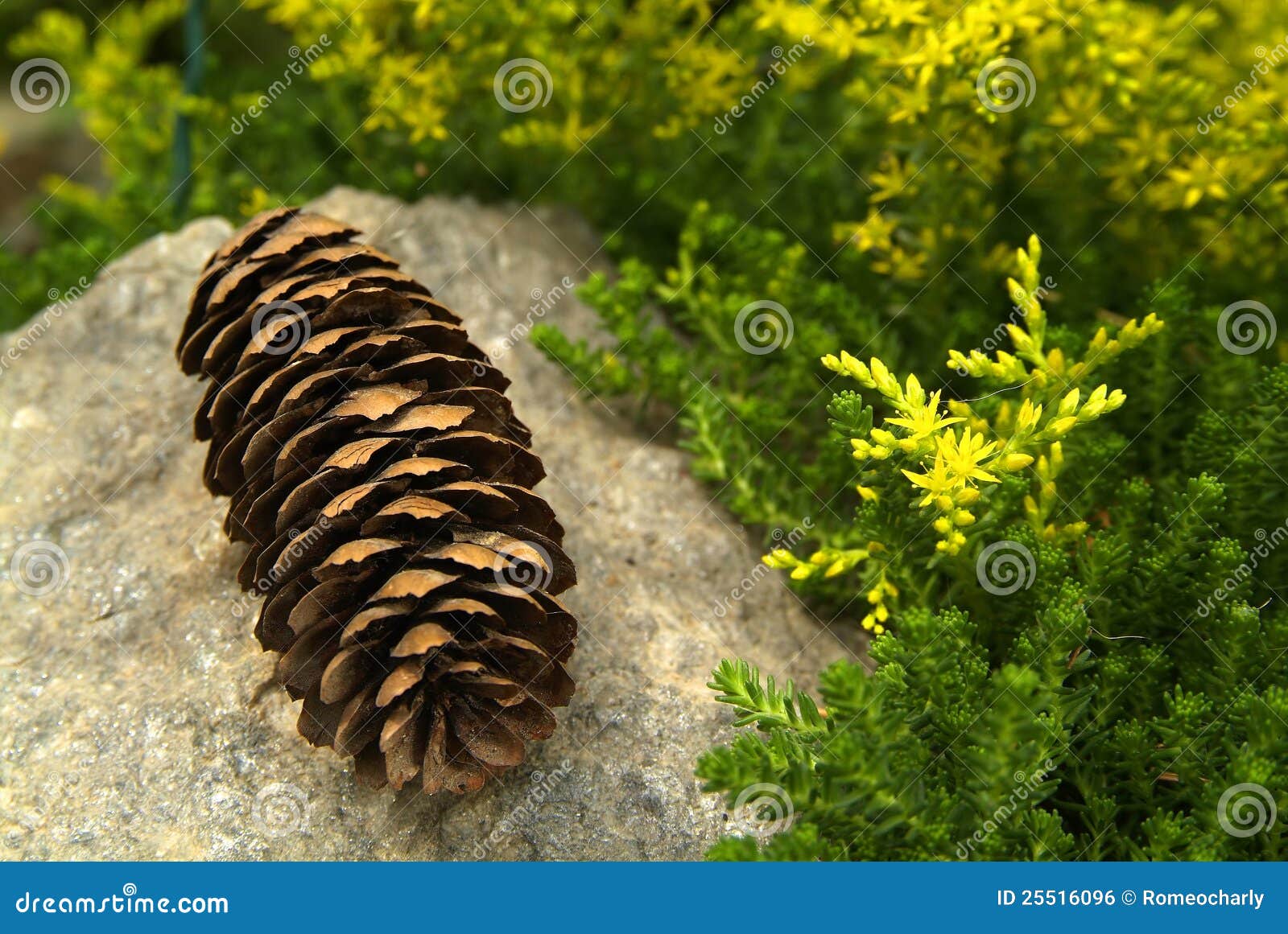 Pine cones and flowers stock photo. Image of yellow, spring 25516096