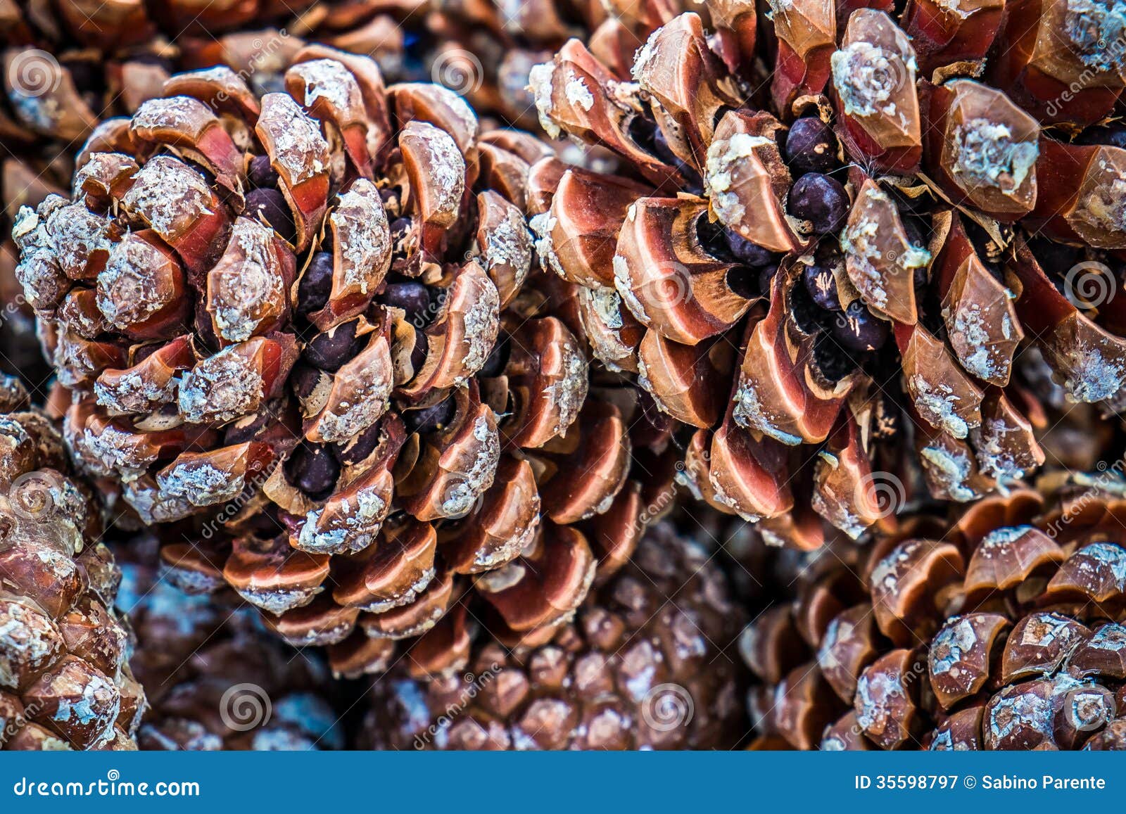 Pine cones stock image. Image of evergreen, brown, pine 35598797