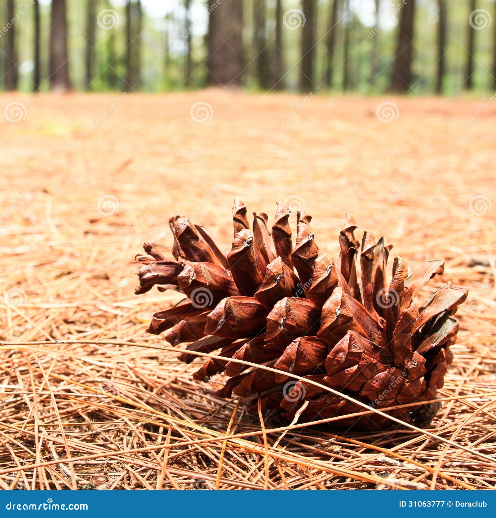 Where Are Pinecones In Grounded