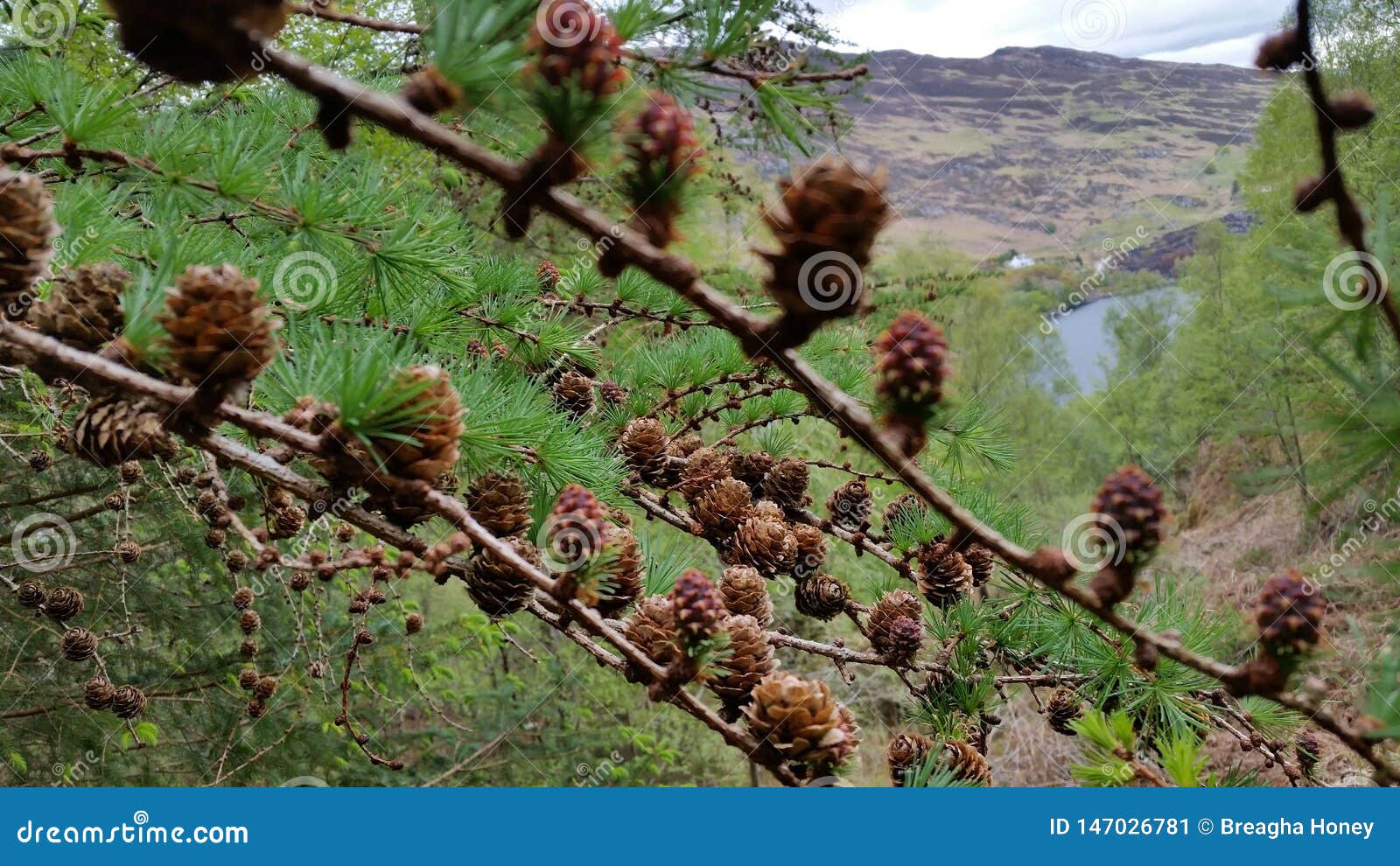 pine cones on branches in natural scottish beauty.