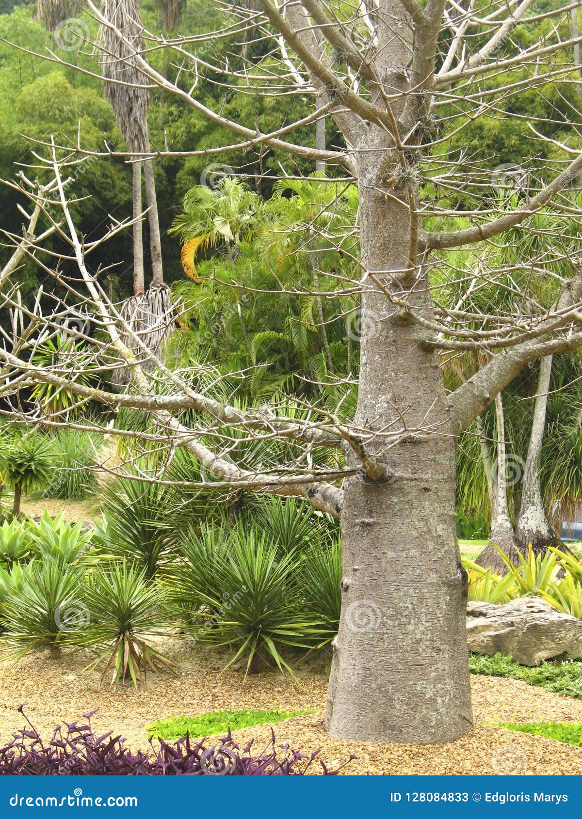 a pine conifer in the genus pinus of the family pinaceae.