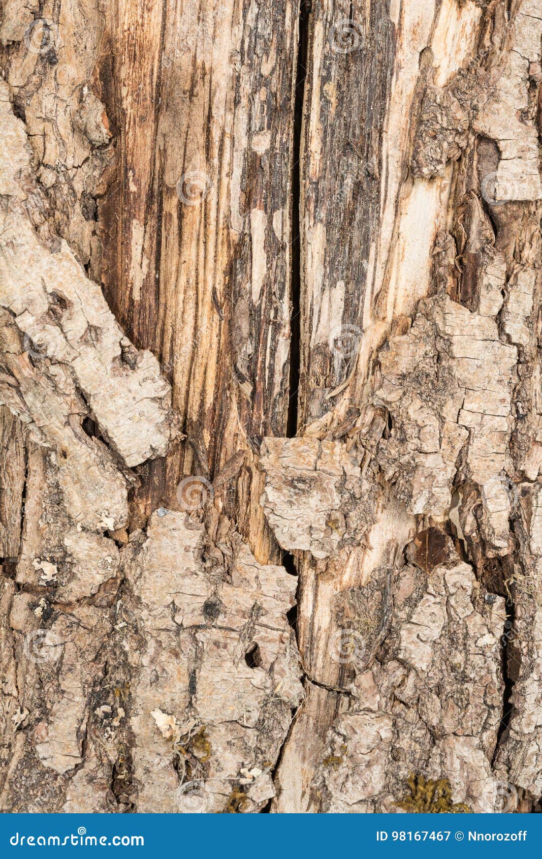 Pine Cracked Log Half without Bark Stock Image Image of ancient