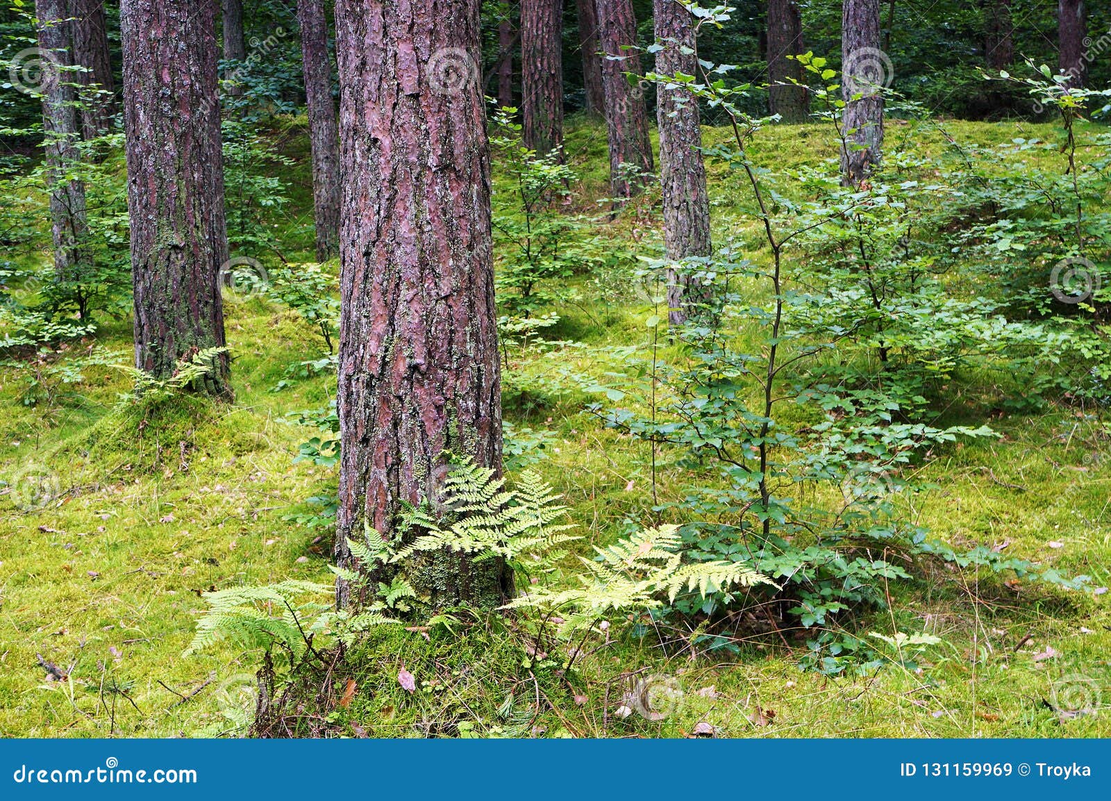Pine and deciduous forest. stock image. Image of scenery 131159969
