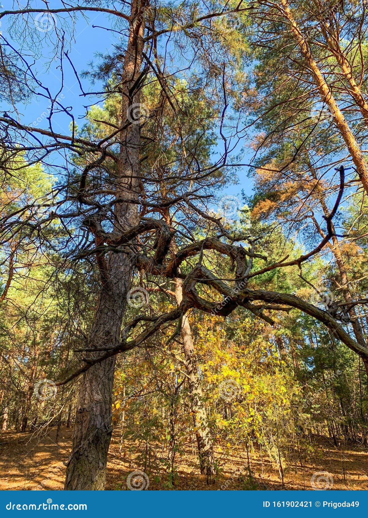 Pine and Deciduous Forest with Needles and Leaves on the Ground Stock