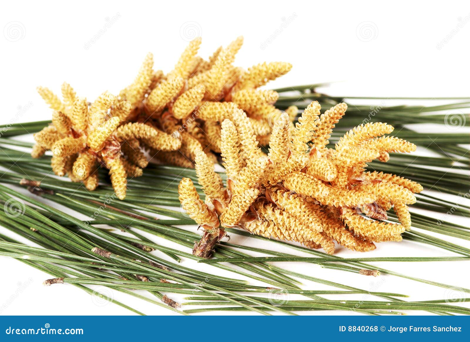 Pine flower stock photo. Image of macro, flowers, wild - 8840268
