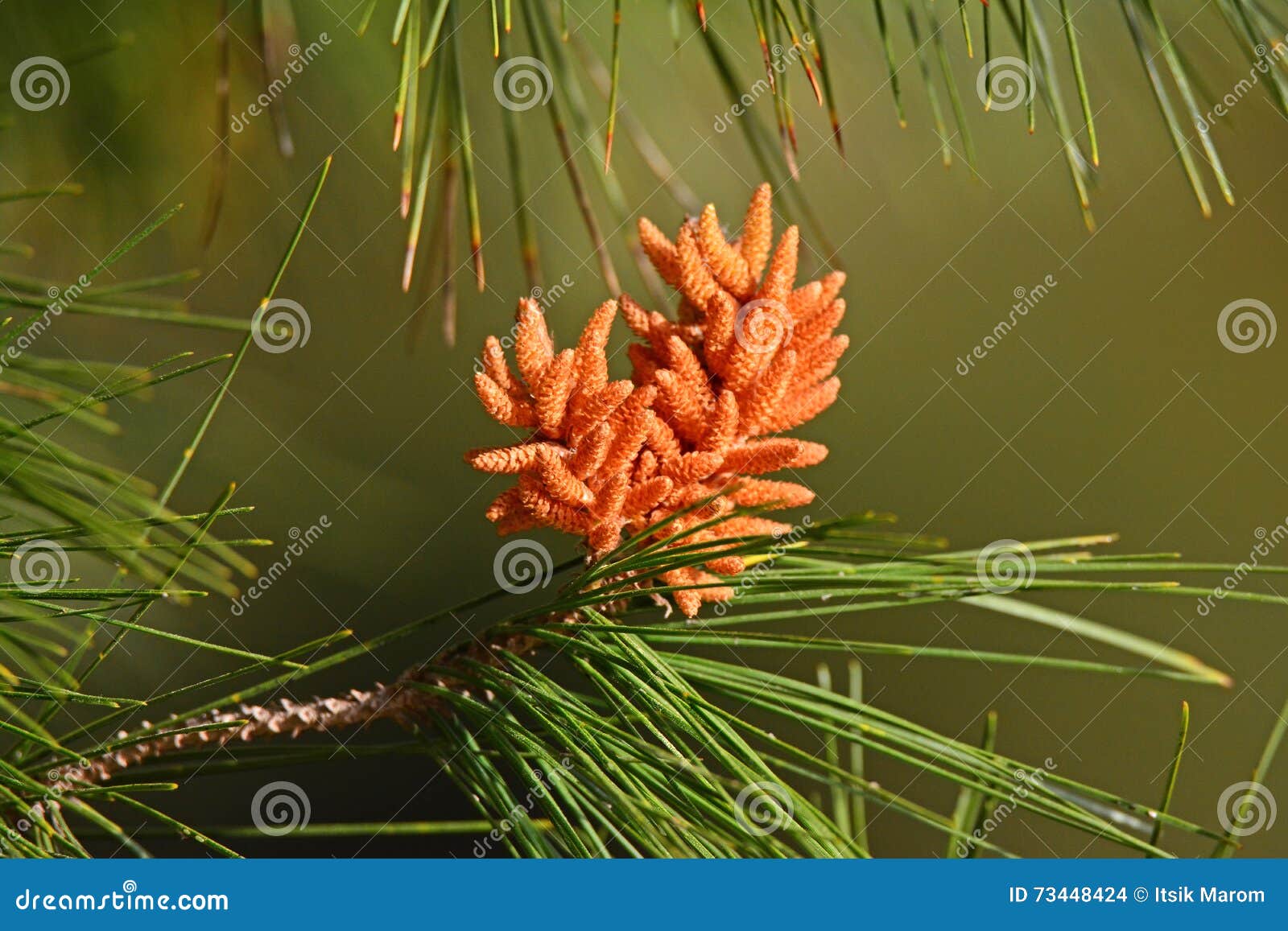 Pine flowers stock photo. Image of male, natural, sylvestris 73448424