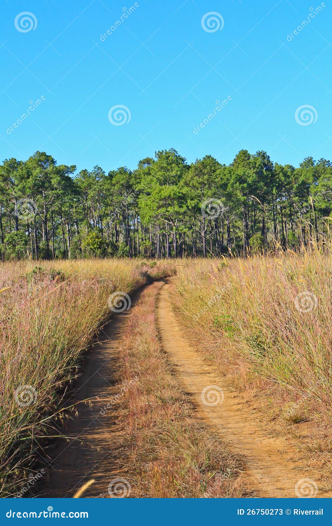 Pine forest stock image. Image of coniferous, pattern 26750273