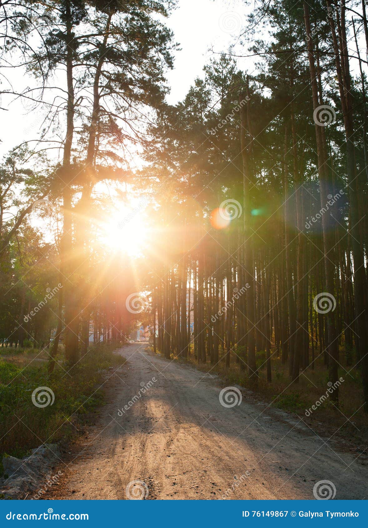 Pine Forest on the Background of the Setting Sun Stock Image - Image of  national, foliage: 76149867