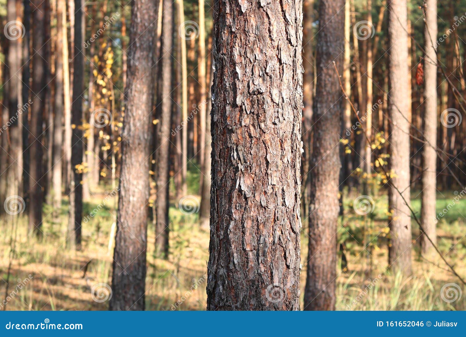 Pine Forest With Beautiful High Pine Trees Stock Photo Image Of Green