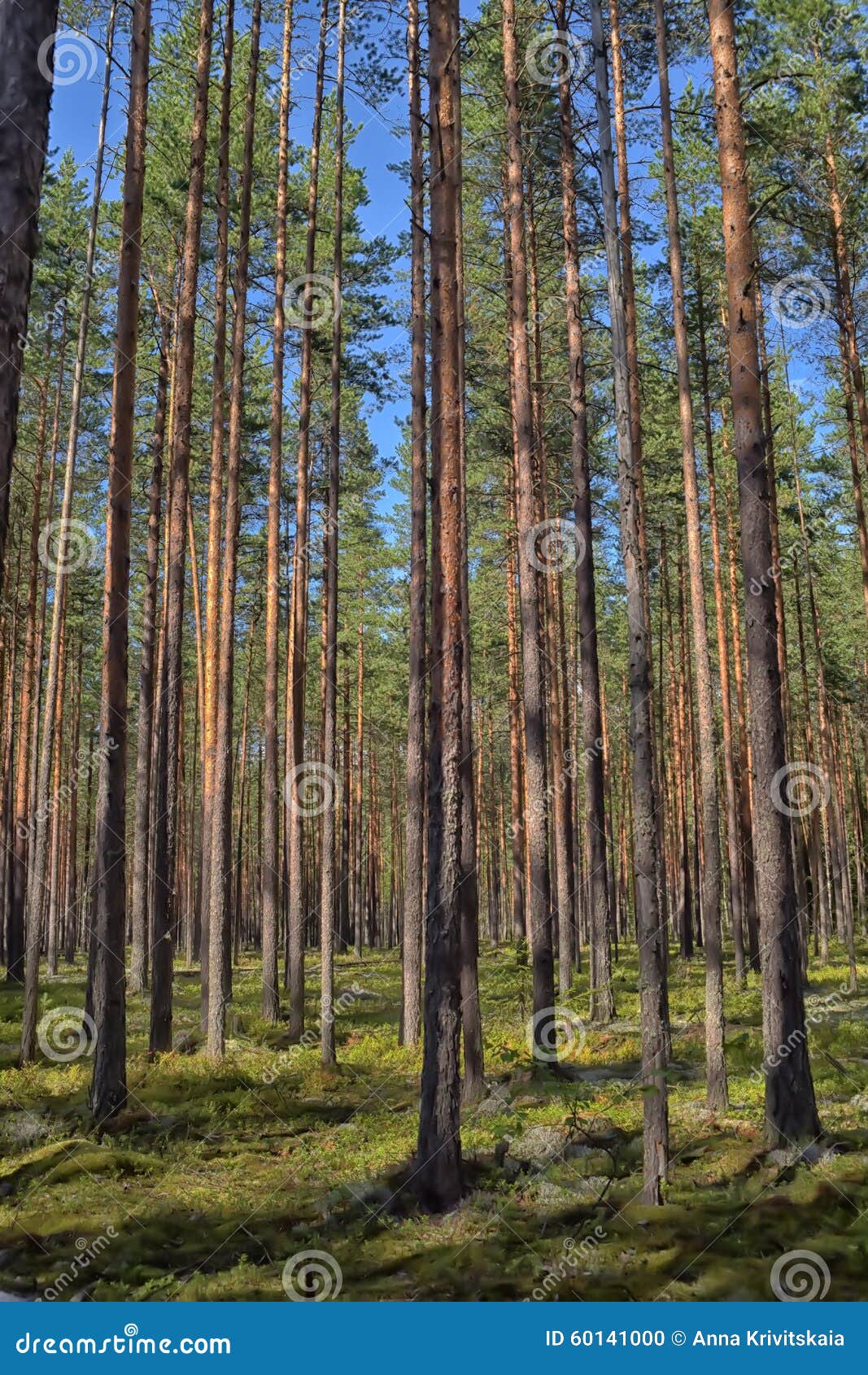 Pine Forest Stock Photo Image Of Environment Beautiful 60141000