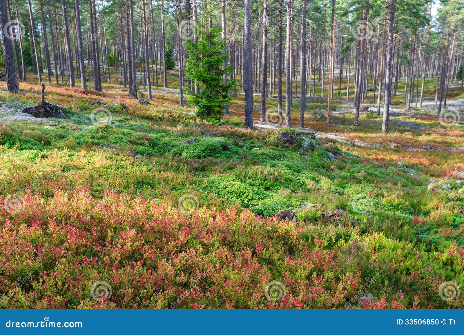 Pine Forest with Blueberry Bushes Stock Photo Image of scenic, pines