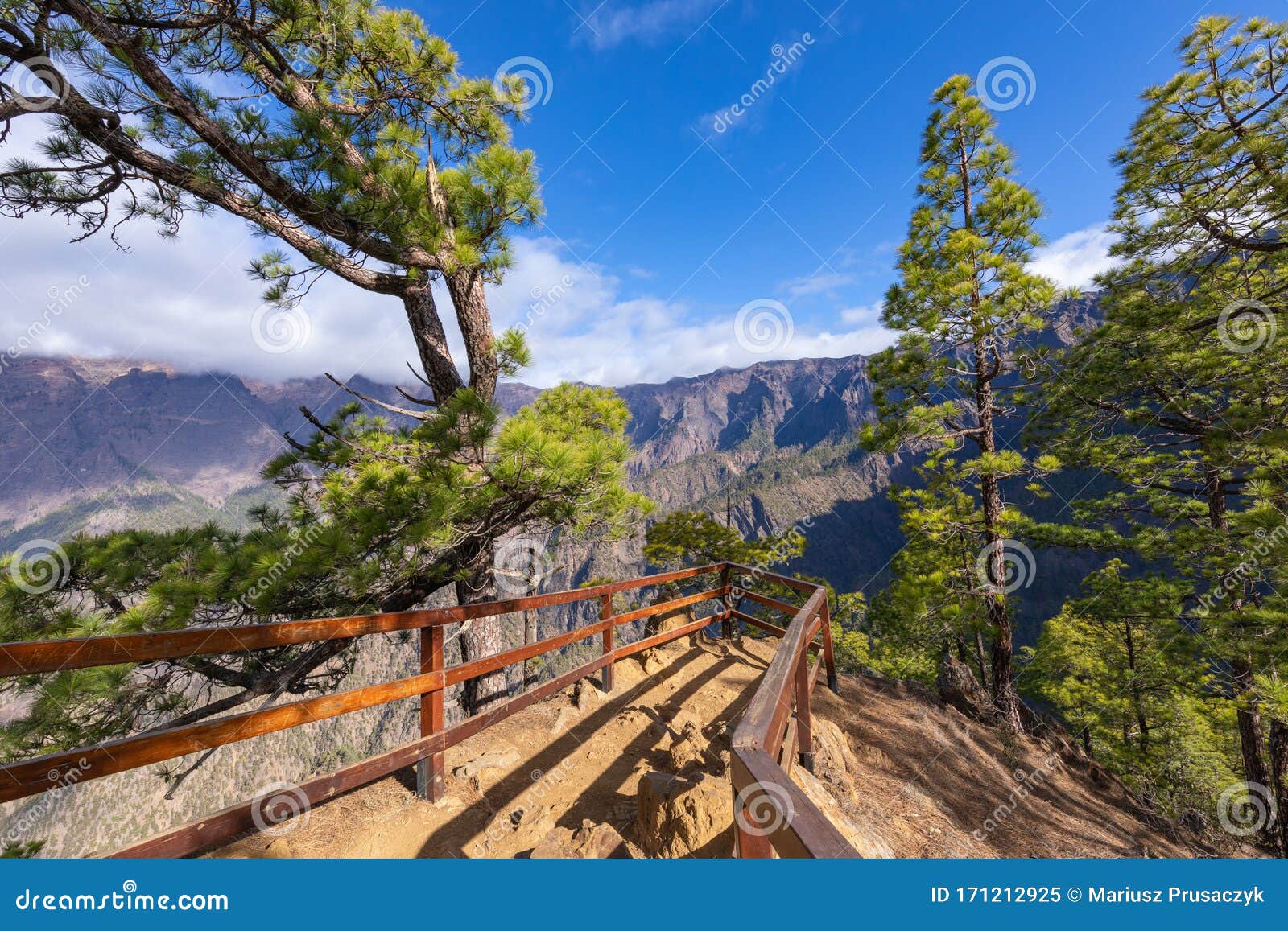 pine forest at caldera de taburiente national park. viewpoint la cumbrecita, la palma, canary island, spain